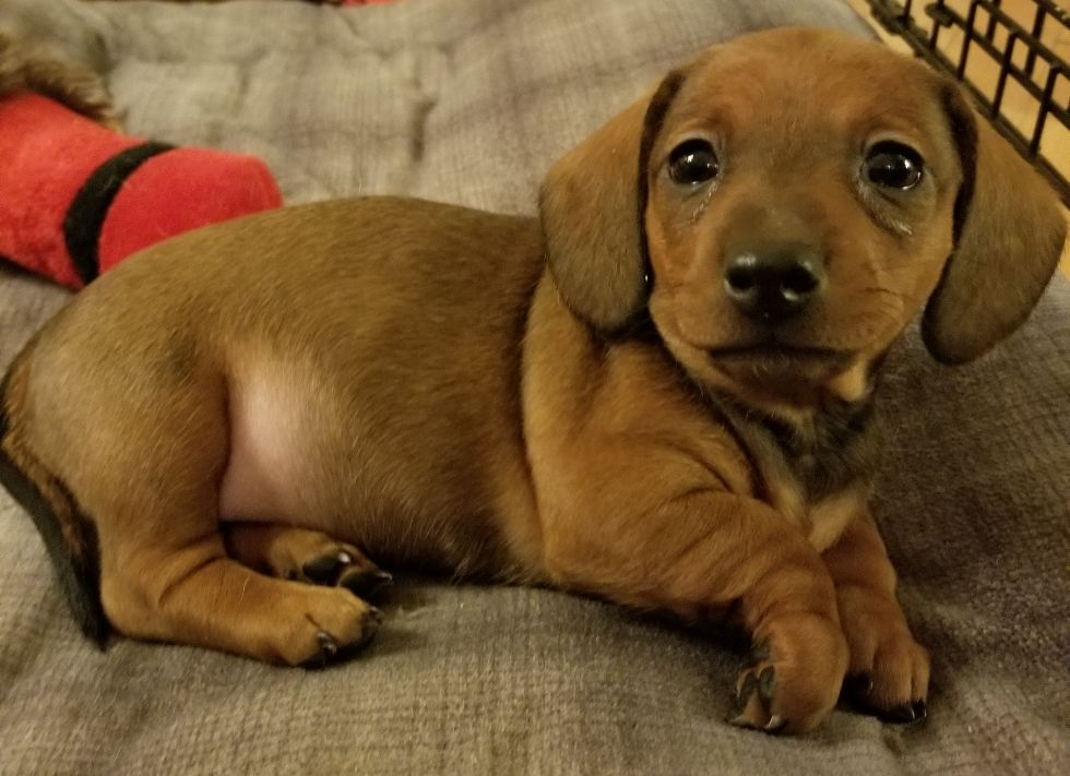 Home on the store farm dachshund puppies